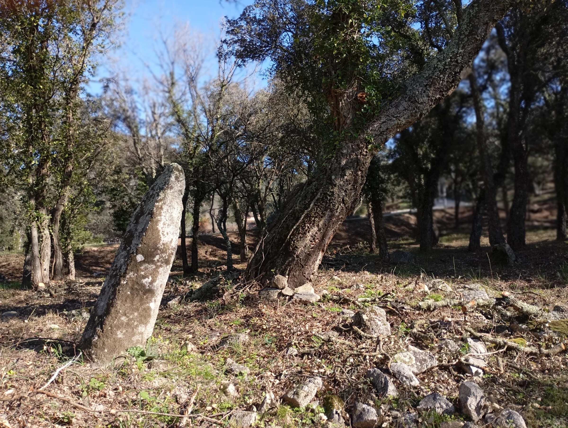 Le Menhir du Médost au plan de la Tour — photo 4