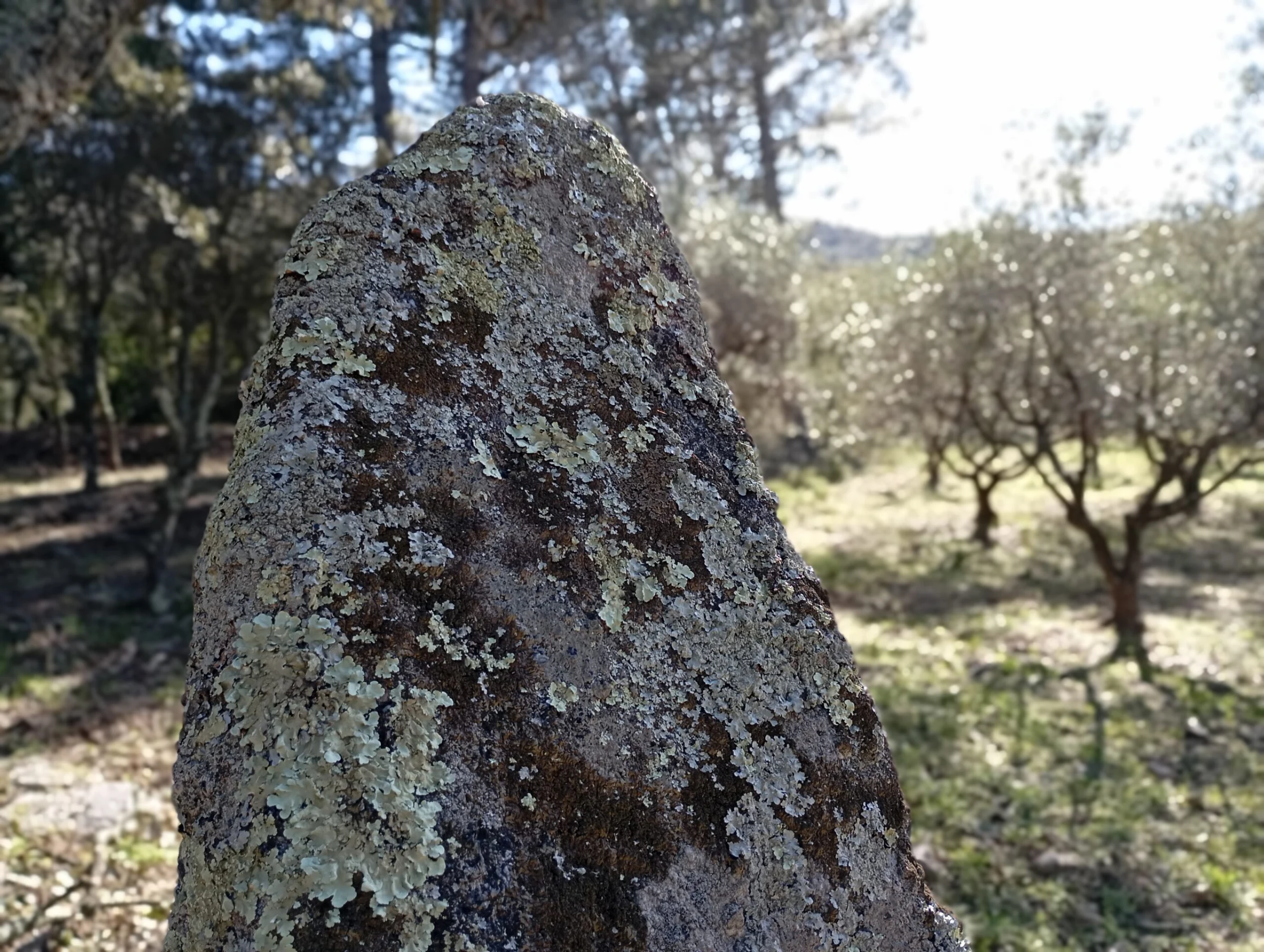 Le Menhir du Médost au plan de la Tour — vue 2