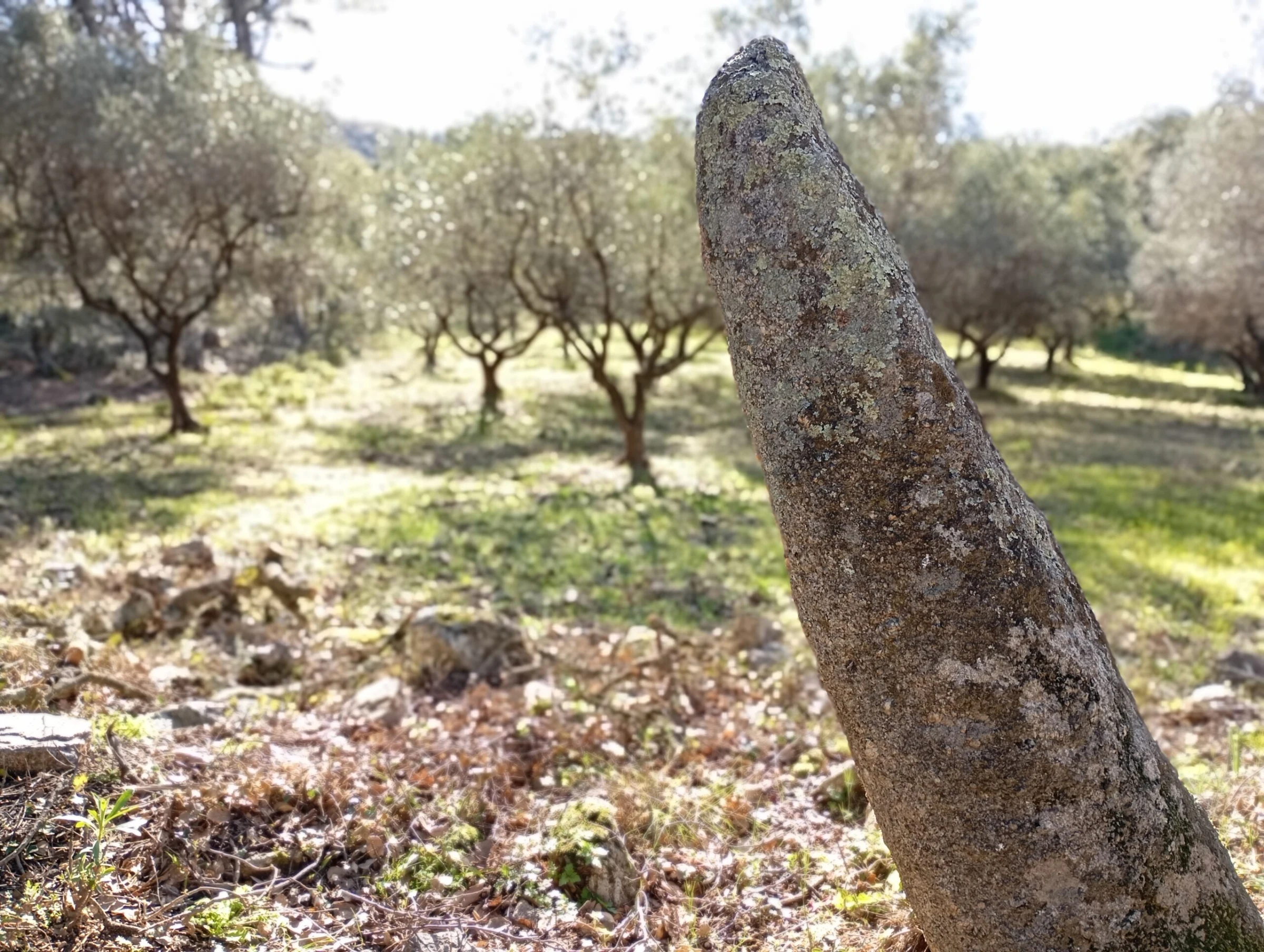 Le Menhir du Médost au plan de la Tour — vue 3